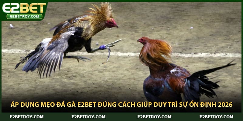 Áp dụng mẹo đá gà E2bet đúng cách giúp duy trì sự ổn định 2026