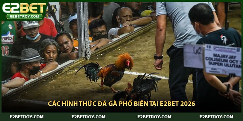 Các hình thức đá gà phổ biến tại E2bet 2026
