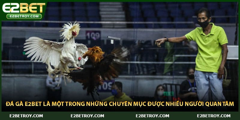 Đá gà E2bet là một trong những chuyên mục được nhiều người quan tâm