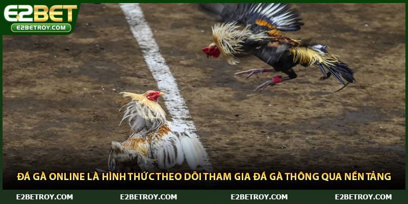 Đá gà online là hình thức theo dõi tham gia đá gà thông qua nền tảng