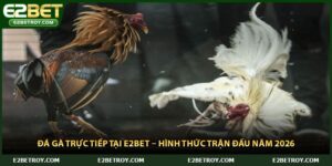 Đá Gà Trực Tiếp Tại E2bet – Hình Thức Trận Đấu Năm 2026