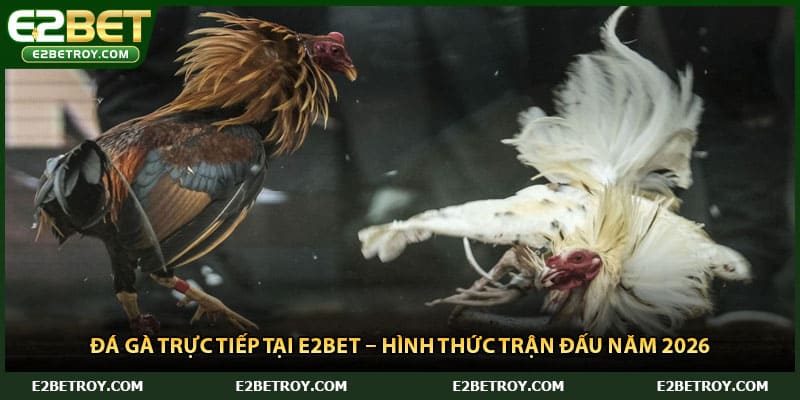 Đá Gà Trực Tiếp Tại E2bet – Hình Thức Trận Đấu Năm 2026