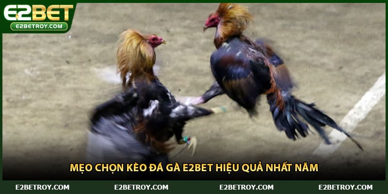 Mẹo chọn kèo đá gà E2bet hiệu quả nhất năm