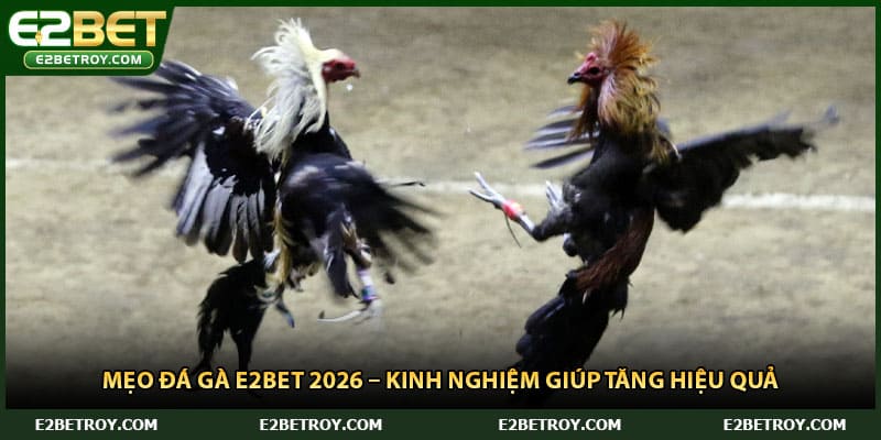 Mẹo Đá Gà E2bet 2026 – Kinh Nghiệm Giúp Tăng Hiệu Quả
